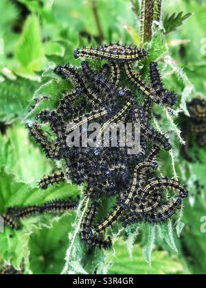 Piccole tartarughe a farfalla (Aglais orticae) che si nutrono di ortiche pungente. Hampshire, primavera 2022 Foto Stock