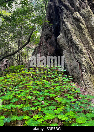 Legno di sequoia sul pavimento della foresta Foto Stock