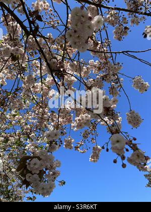Fiore di mela che fiorisce su albero Foto Stock