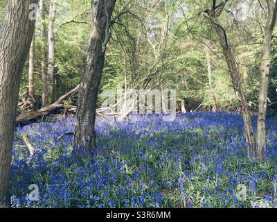 Blubells in Woods, Hertfordshire Foto Stock
