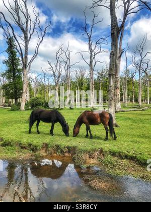 Pony della New Forest che pascolano in una foresta di querce morte vicino al torrente di acqua delle Highland nel New Forest National Park, Hampshire, Regno Unito. Primavera 2022 Foto Stock