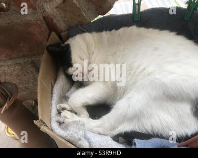 Gatto carino che dorme in scatola fuori. Foto Stock