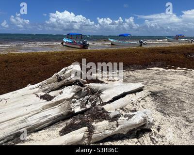 Legno di deriva e barche da pesca coperte sulla spiaggia a Tulum, Messico Foto Stock