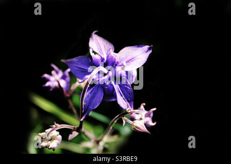 Fiore di Bluebell isolato su uno sfondo nero. La foto è stata scattata in un giardino situato a Crosby a Liverpool, Merseyside. La foto è stata scattata nel maggio 2022. Foto Stock