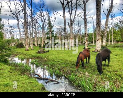 Nuovi pony della foresta che pascolano vicino al flusso che scorre attraverso gli alberi morti di quercia in piedi. Primavera 2022 Foto Stock