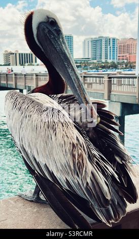 Brown Pelican seduto sul molo di Clearwater Beach in Florida Foto Stock