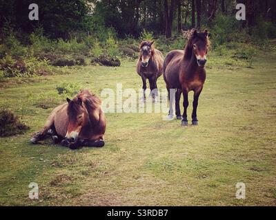 Pony Exmoor Foto Stock