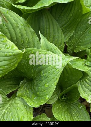 Hosta lascia con dewdrops, sfondo pattern Foto Stock