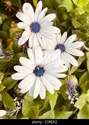 Il bianco è il mio nuovo 💡 fiori leggeri 🌸 Foto Stock