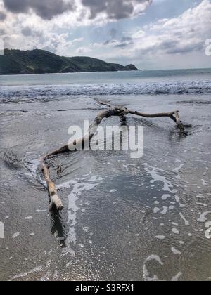 Driftwood in mare. Foto Stock