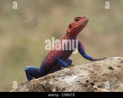 Una roccia a testa piatta di Mwanza agama visto nel Masai Mara, Kenya Foto Stock