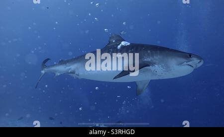 Passo vicino di un grande squalo tigre, Fuvahmulah, Maldive Foto Stock