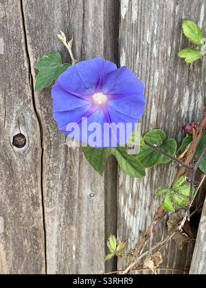 La gloria viola del mattino in piena fioritura attraversa il gap del recinto di legno in nero chiaro ed è al centro tra una recinzione e l'altra di colore. Foto Stock