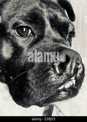 Ritratto bianco e nero di cane nero maturo su sfondo bianco Foto Stock