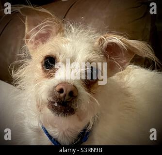 Un ritratto in primo piano di un cane misto più terrier con grandi occhi scuri che fissano nella fotocamera. L'adorabile canino è bianco con marcature abbronzanti e pelliccia impazzita e ruvida e orecchie ugualmente grandi. Foto Stock