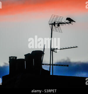 Ottenere la vista aerea perfetta - Un uccello seduto su un'antenna televisiva montato su un camino stack su una proprietà residenziale a Glasgow, Scozia Foto Stock