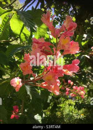fiore, rosa, bianco, calce , verde, giallo, prugna, alberi, castagno, luce solare, bellezza , foglie, cielo, blu, Foto Stock