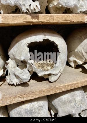 Gli uccelli nidificano all'interno di un cranio umano Foto Stock