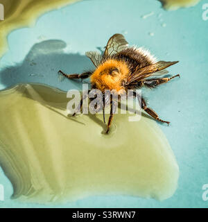 Un bumblebee stanco bere acqua di zucchero per un aumento di energia Foto Stock