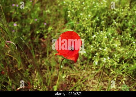 Un papavero soluto in un campo Foto Stock