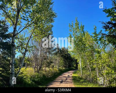 Percorso ciclabile attraverso boschi e terreni agricoli nella rurale Prince Edward Island, Canada. Foto Stock