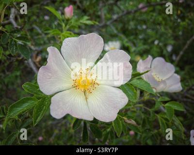 Un fiore di rosa del cane selvatico Foto Stock