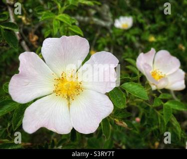 Cane selvatico rose fiori Foto Stock