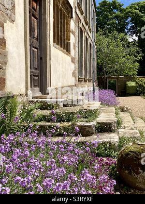Forget Me KNOTS (Scorpion Grass) intorno alla porta a Cannons Ashby vicino Daventry nel mese di maggio Foto Stock