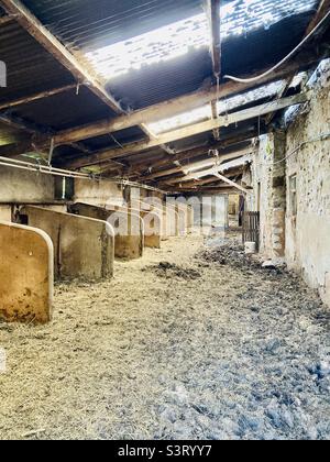 Bancarelle di mucche in un edificio di fienile fattoria derelitto nel Peak District Foto Stock