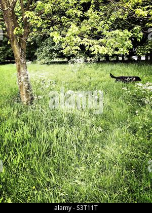 Black Labrador cane camminare in erba lunga. Regno Unito Foto Stock