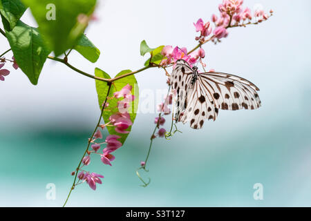 Farfalla esotica con puntini neri su una pianta verde Foto Stock