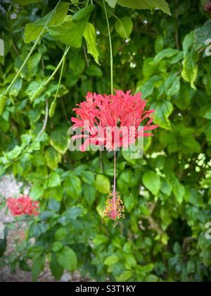 Lanterna giapponese, rosa conchinato, Coral Hibiscus schizopetalus fiore rosa fiore rosso natura verde all'aperto Foto Stock