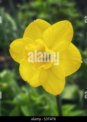 Daffodil giallo brillante nel giardino primaverile. Foto Stock
