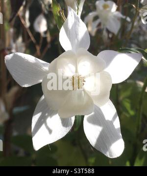 Luce solare, bianca, verde, fiore, illuminata, luminoso, speranza, edificante, giallo Foto Stock