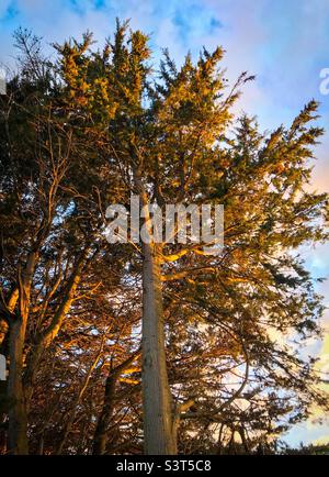 Vista verso l'alto di alberi di pino soleggiato con cielo blu sullo sfondo. Foto Stock
