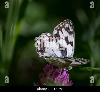 Farfalla bianca marmorizzata appollaiata su un fiore di trifoglio rosa Foto Stock