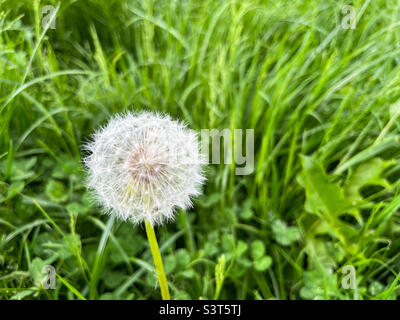 Dandelion officinale della famiglia Taraxacum officinale close-up. Andelione aria con semi Foto Stock