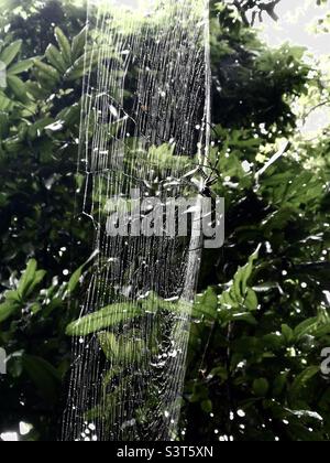 Un tessitore d'orb dorato settentrionale che gira la sua rete nella foresta sull'isola di Lamma a Hong Kong. Foto Stock