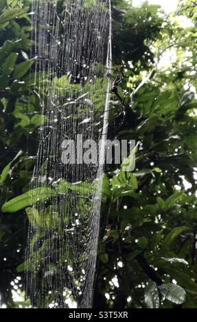 Un tessitore d'orb dorato settentrionale che gira la sua rete nella foresta sull'isola di Lamma a Hong Kong Foto Stock