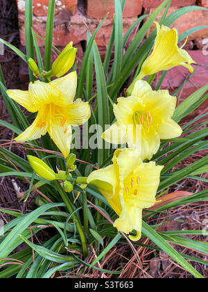 Bei fiori di colore giallo giglio che crescono in un giardino all'aperto. Foto Stock