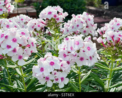 Giardino alto Phlox fiori che crescono in un giardino cortile. Foto Stock