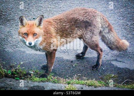 Una volpe rossa urbana che si aggreda direttamente alla fotocamera Foto Stock