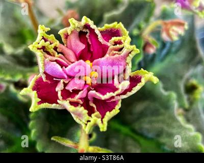 Un fiore di frilly esotico di una varietà violetta africana. Foto Stock