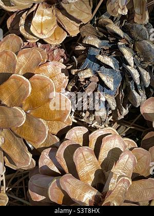 Un raggruppamento di coni di pino caduti presi da vicino rende una piacevole immagine astratta naturale. Foto Stock