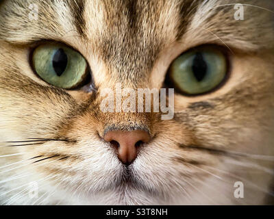 Il volto della costa britannica Golden Chinchilla NY25 primo piano Foto Stock