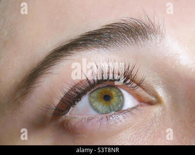 Procedura di estensione classica delle ciglia. Bella donna occhi close-up con ciglia lunghe Foto Stock