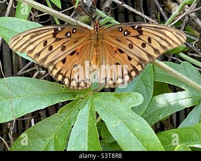 Gulf Fritillary su Passion Flower Vine Foto Stock