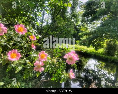 Rosa selvaggia del cane (Rosa canina) che cresce sulle rive del fiume Itchen navigazione in primavera. Hampshire Regno Unito Foto Stock