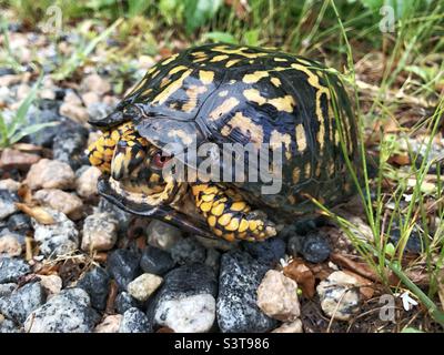 Tartaruga scatola orientale Foto Stock