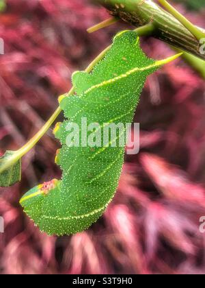 Poplar Hawk Moth Caterpillar riposante Foto Stock